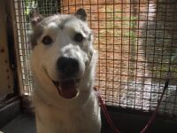 アラスカン・マラミュート