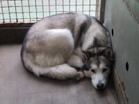 アラスカン・マラミュート
