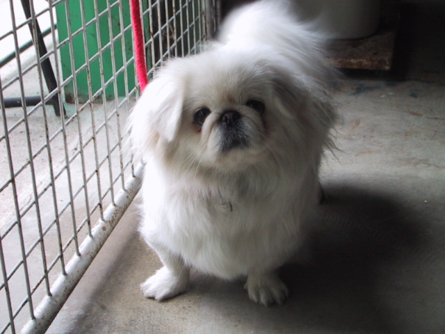 White Pekingese toy dog