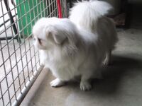 ペキニーズ 