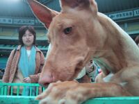 ファラオ・ハウンド