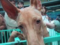 ファラオ・ハウンド