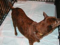 琉球犬