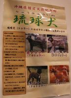 琉球犬
