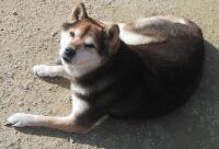 柴犬 柴犬