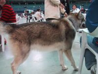 オオカミ犬