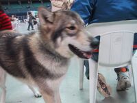 オオカミ犬