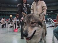 オオカミ犬