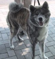 秋田犬