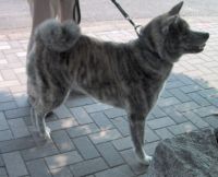 秋田犬